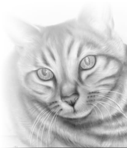 Pencil drawing of a cat