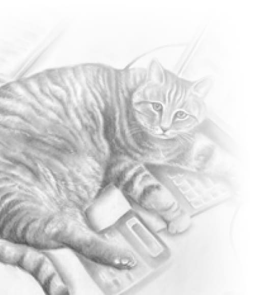 Pencil drawing of a cat