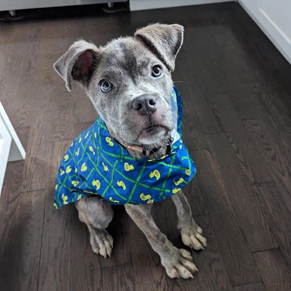 Puppy in RC Pets ducky raincoat